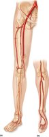 Arteries of the right pelvis and lower limb