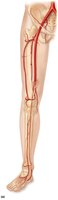 Arteries of the right pelvis and lower limb (anterior view)