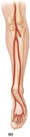 Arteries of the right pelvis and lower limb (posterior view)