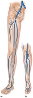 Veins of the right pelvis and lower limb