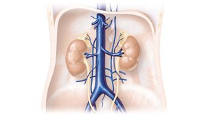 Venous drainage of abdominal organs not drained by the hepatic portal vein