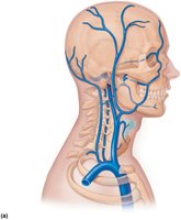 Venous drainage of the head, neck, and brain (superficial veins)