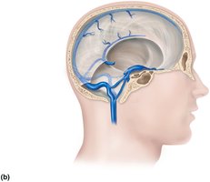 Venous drainage of the head, neck, and brain (dural sinuses)