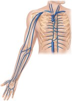 Veins of the thorax and right upper limb
