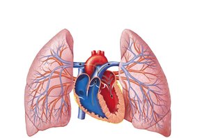 The pulmonary circulation