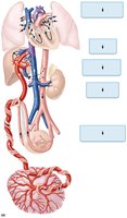 Circulation in the fetus