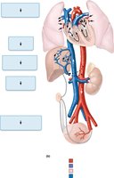 Circulation in the newborn