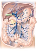 Hepatic portal circulation