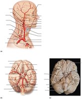 Arteries of the head, neck, and brain