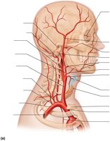Arteries of the head, neck, and brain (lateral view)