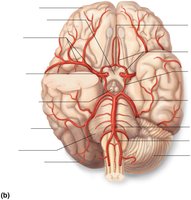Arteries of the head, neck, and brain (inferior view)