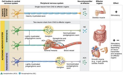 Comparison of somatic and autonomic motor pathways