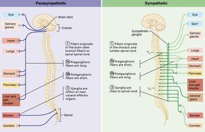 Parasympathetic and sympathetic pathways