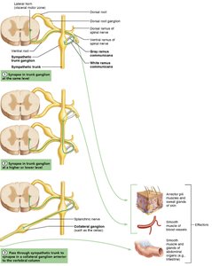 Sympathetic trunk and ganglia pathways