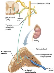 Sympathetic pathway to adrenal medulla