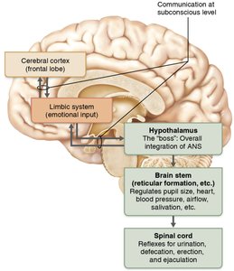 Hierarchy of ANS control in the brain