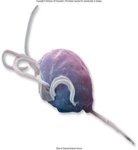 Microscopic image of Trichomonas vaginalis