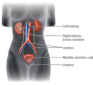 Diagram of the urinary system showing kidneys, ureters, bladder, and urethra