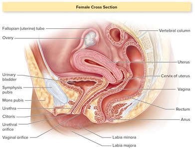 Female reproductive system cross-section