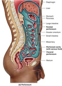 Peritoneum and mesenteries in the abdominal cavity