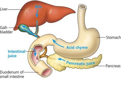 Accessory organs and their secretions