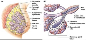 Structure of mammary gland and milk secretion