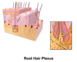 Root hair plexus diagram