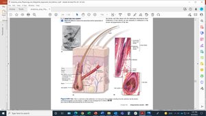 Hair matrix and papilla structure