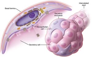 Structure of sweat gland with myoepithelial cells