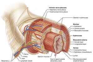 Histology of the alimentary canal showing four layers