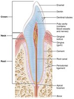 Structure of a tooth