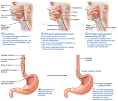 Peristalsis in the esophagus