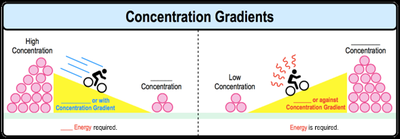 Concentration gradients: passive and active movement