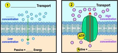 Passive and active transport mechanisms