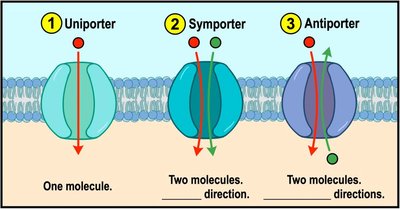 Transport protein mechanisms