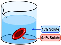Osmosis direction based on solute concentration