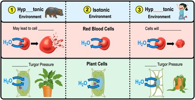 Effects of hypotonic, isotonic, and hypertonic environments on cells
