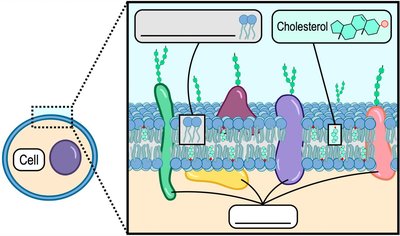 Fluid mosaic model of biological membrane