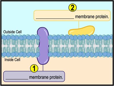 Integral and peripheral membrane proteins
