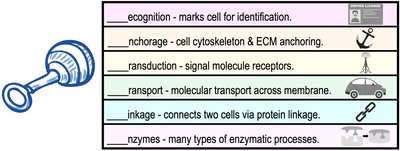 Functions of membrane proteins
