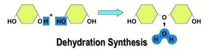 Hydrolysis diagram