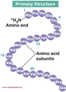 Primary structure of proteins