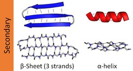 Secondary structure: alpha helix and beta sheet