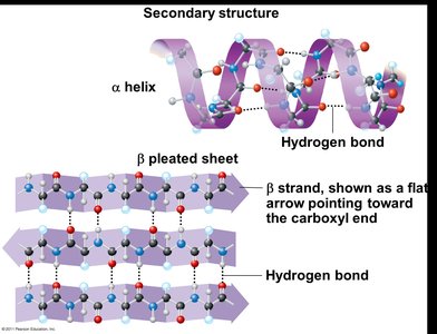 Tertiary structure diagram