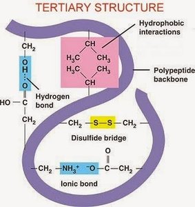 Quaternary structure diagram