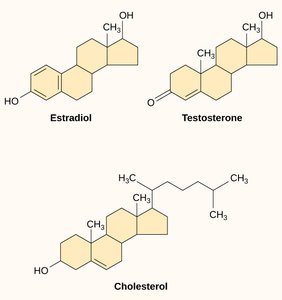Steroid structures: estradiol, testosterone, cholesterol