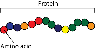Amino acids forming proteins
