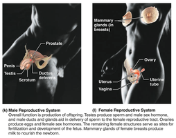 Reproductive system (male and female)