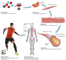 Levels of structural organization in the human body