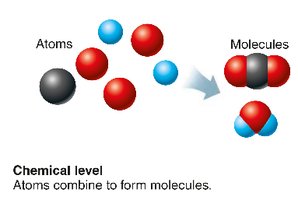 Chemical level: atoms combine to form molecules